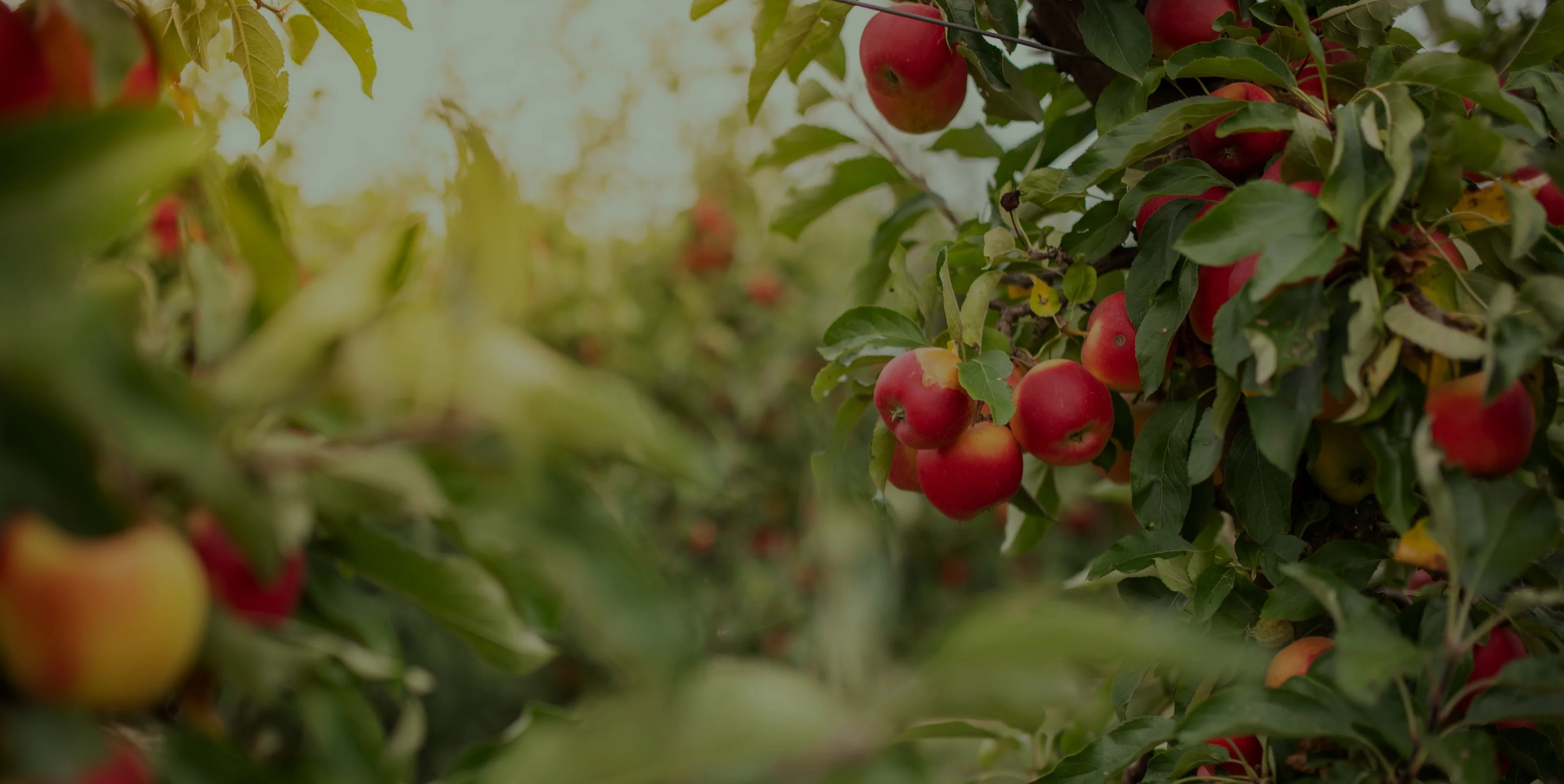 Taste the Spirit of the Smokies